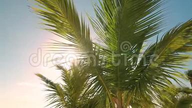带太阳的热带棕榈树，蓝天上有云
